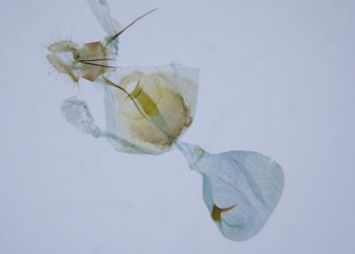 Réf. 319 134 : Dichrorampha plumbana